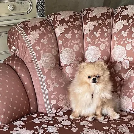 Ellie Soe Free Parking 5 Min To Metro * Sofia